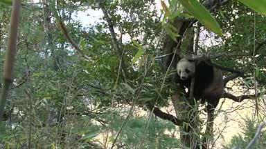 大熊猫爬树栖息森林国宝动物视频的预览图